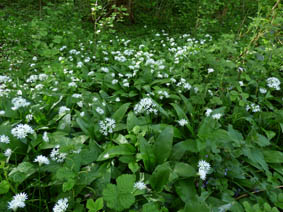 Allium ursinum